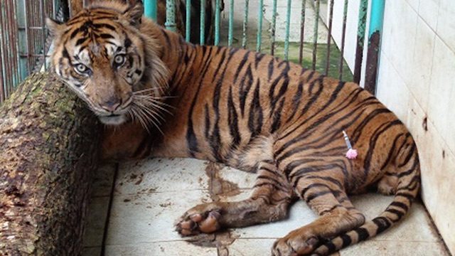 Bad conditions or natural causes? Rare tiger dies at Indonesia’s ‘death zoo’