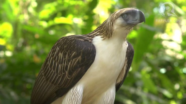 #ShareDavao: Is there a future for the Philippine eagle