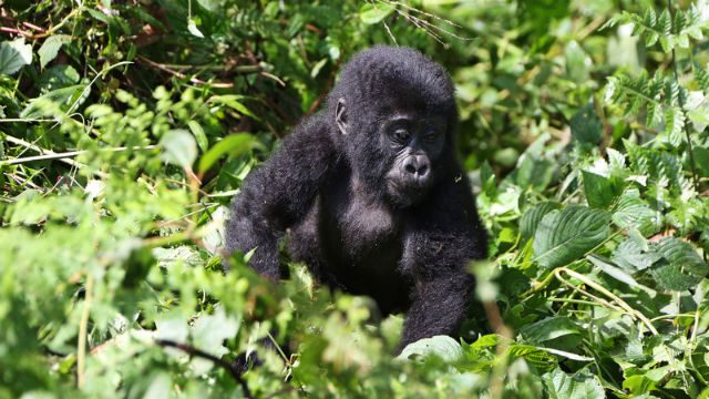 Ugandan gorillas under threat but tourist dollars protect
