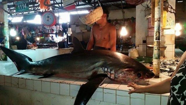 Endangered thresher shark found dead in Bohol market