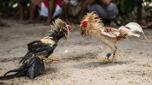 Salceda warns PNP to stop illegal cockfights in Albay