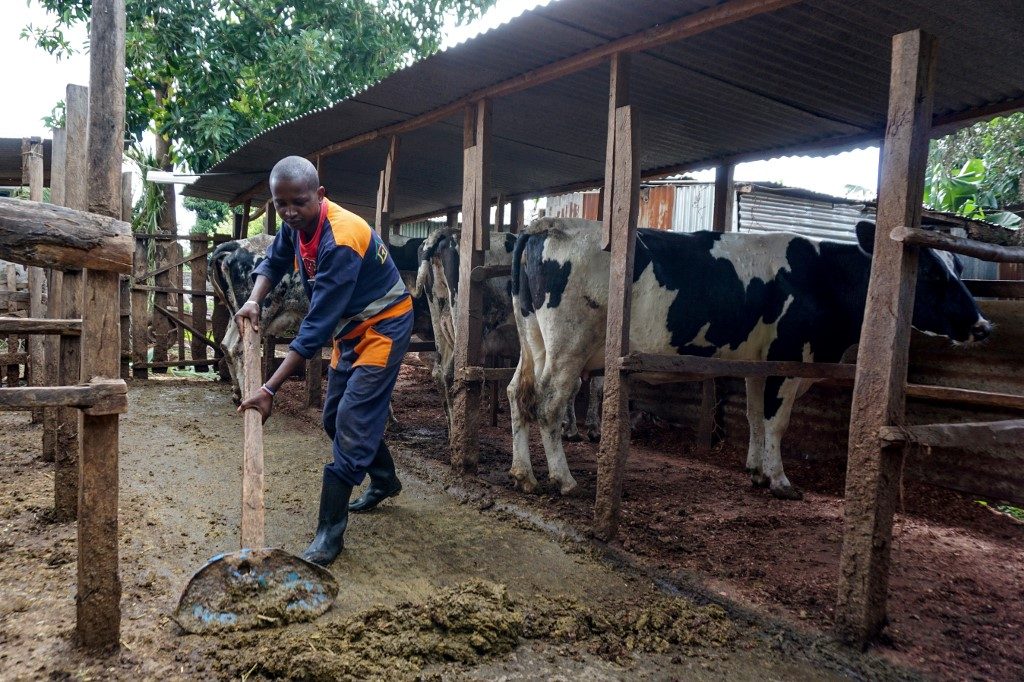 ‘Like a miracle’: Poo powering Kenya’s modern farmers