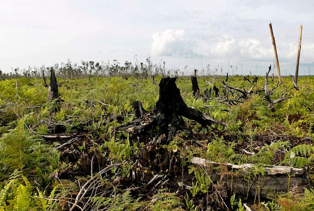 Jokowi perpanjang moratorium pemberian izin pemanfaatan hutan
