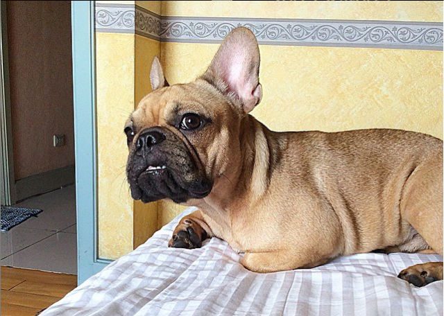 Meet Rodney Brondial’s 9-month old French Bulldog Rodman