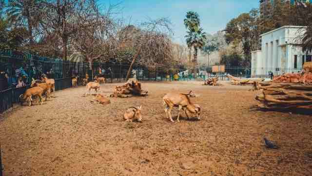 Animals aplenty, space at a premium in Africa’s oldest zoo