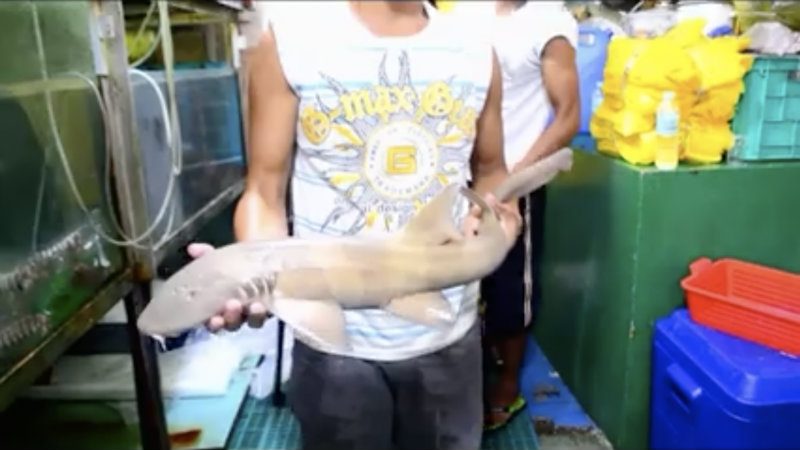 WATCH: How sharks are killed at Pasay market