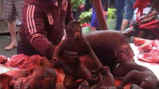 SAKSIKAN: Menyelamatkan monyet hitam Sulawesi dari kepunahan
