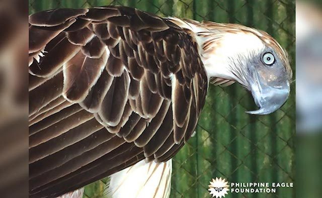 PH eagle renamed ‘Pagbabago’ in honor of new president