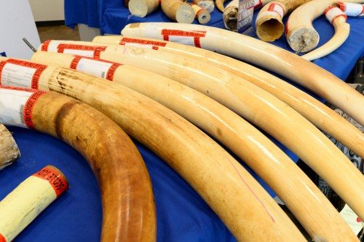 World governments urge end to domestic ivory markets