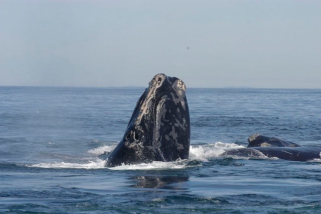 Right whale likely died off Canada after collision with ship, says official 