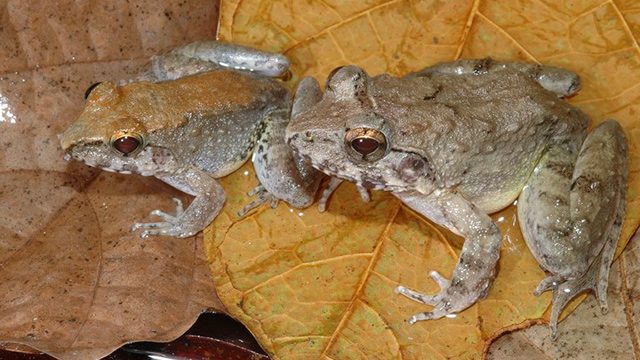 Scientists find first frog that gives birth to tadpoles