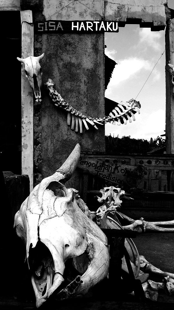 Kepala sapi beserta tulang belulangnya di Museum Mini Sisa Hartaku. Foto oleh Dwi Agustiar/Rappler 
