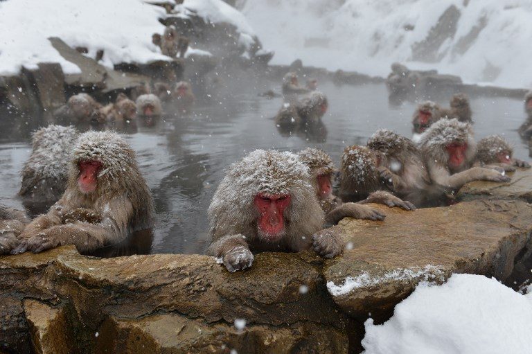 Even monkeys need a spa day, Japan study finds