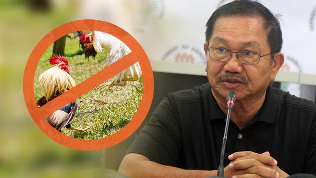 No cockfighting in Pampanga for next 2 weeks due to bird flu – Piñol