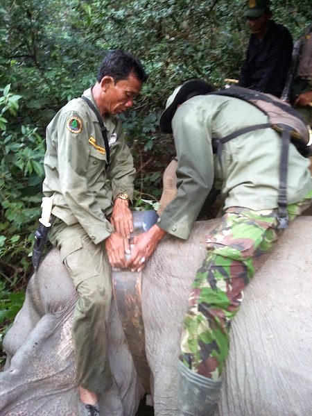 Gajah liar di Aceh dipasang GPS