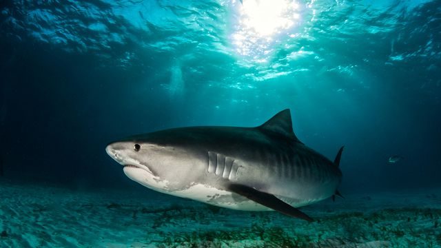 Beaches closed after Australia shark sightings
