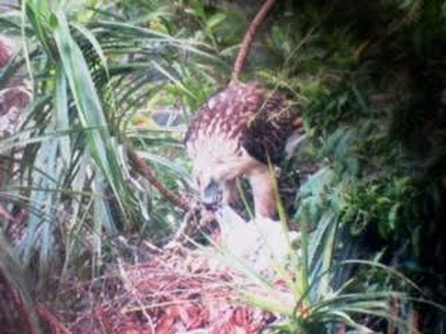 First active Philippine eagle nest in Luzon found in Apayao