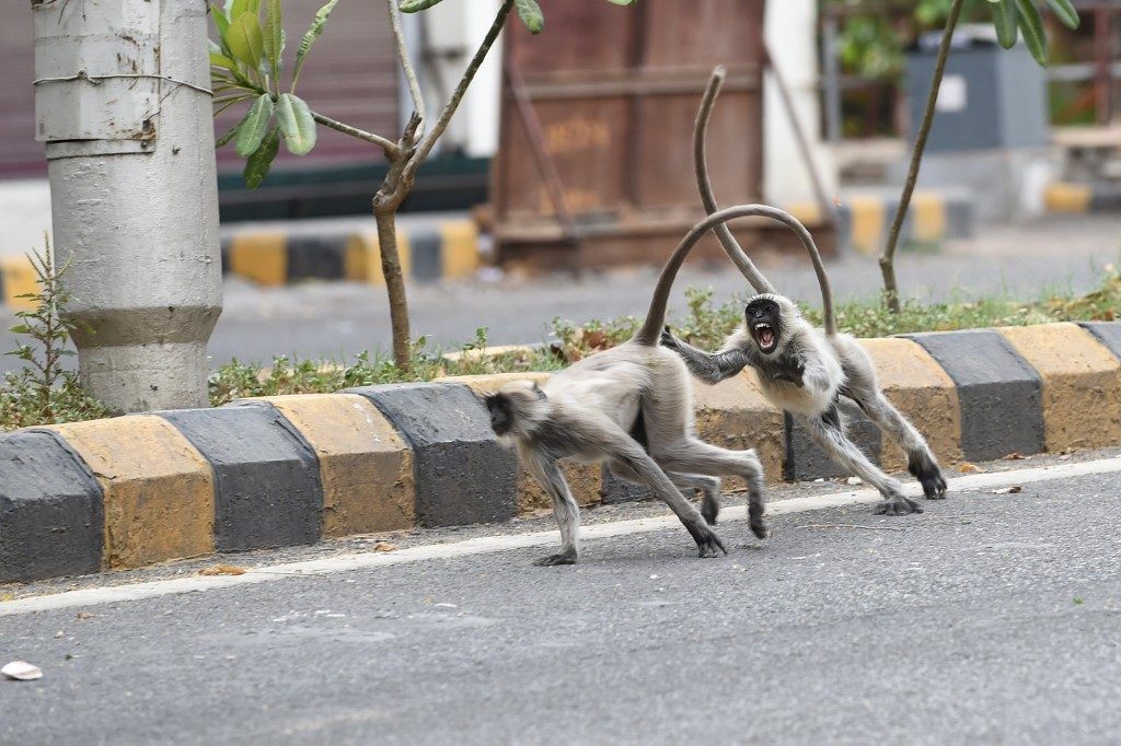 Indian monkeys snatch coronavirus samples, later recovered intact