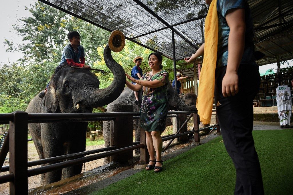 Elephants in Thailand ‘broken’ for lucrative animal tourism