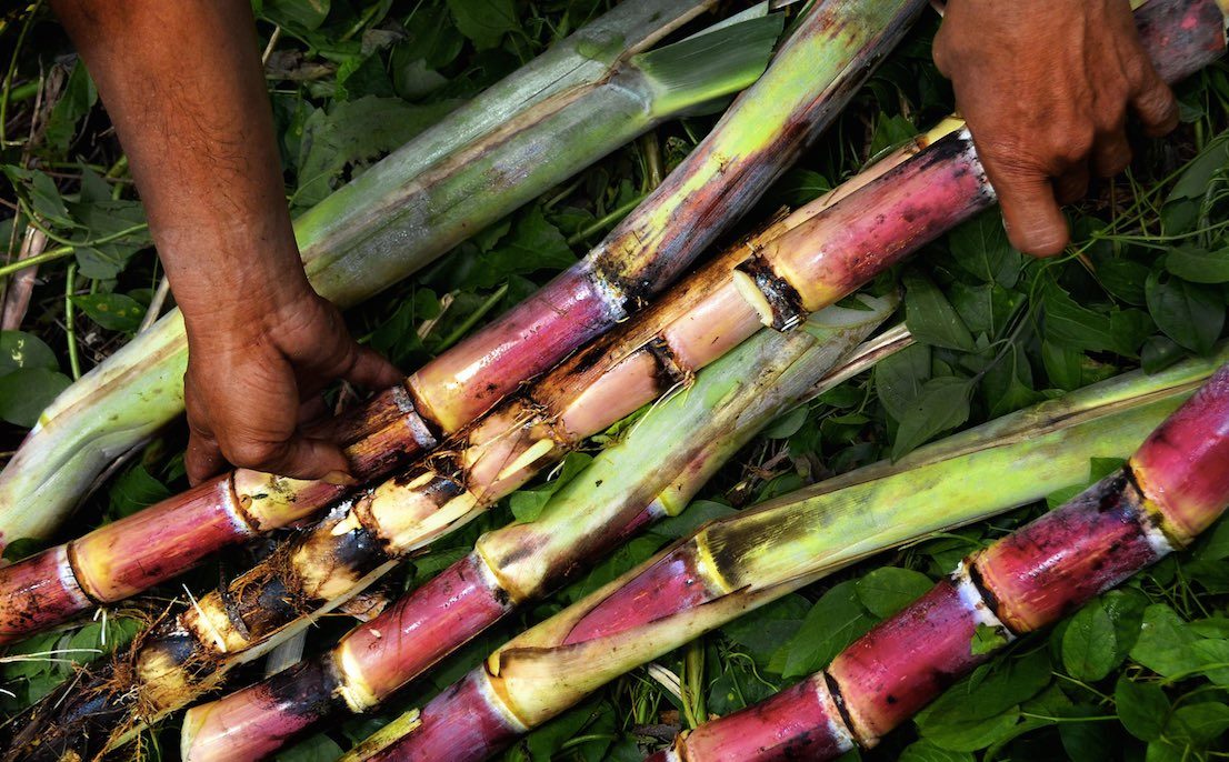Senate to look into planned deregulation of sugar imports