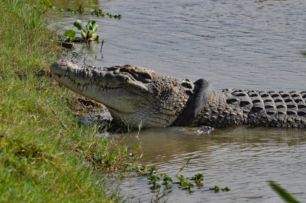 No takers for Indonesia’s ‘pluck a tire off the croc’ contest