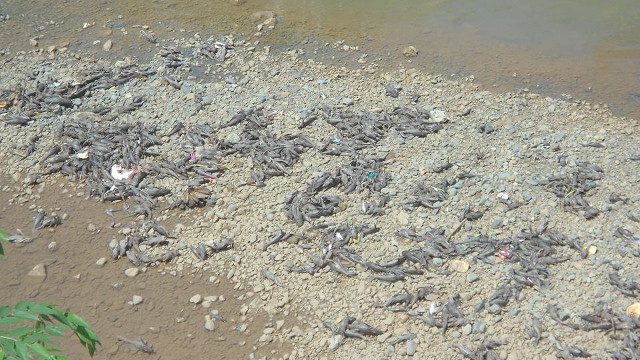 Marikina probes fish kill incident in Nangka river