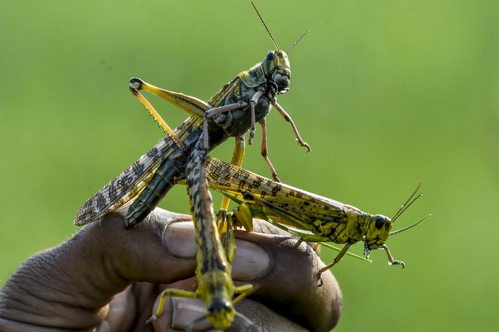 Pakistan struggles to combat devastating locust plague