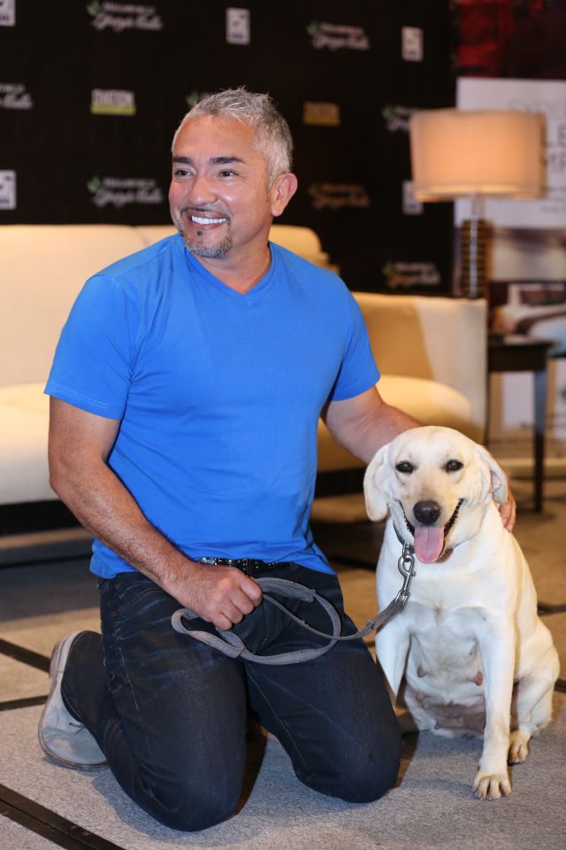INSTANT FRIENDS. Cesar Millan with K9 Francine who he 'borrowed' shortly for the press conference. File photo from his 2014 event provided by Megaworld Lifestyle Malls 