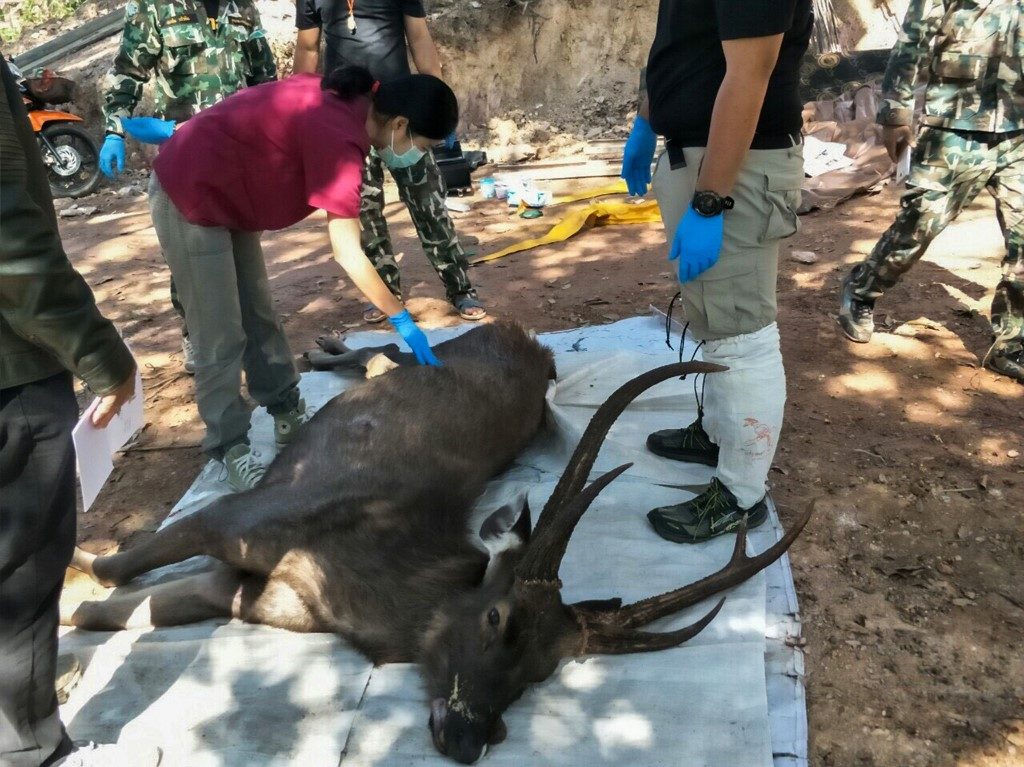 Dead deer found in Thailand with 7 kilograms of plastic in stomach