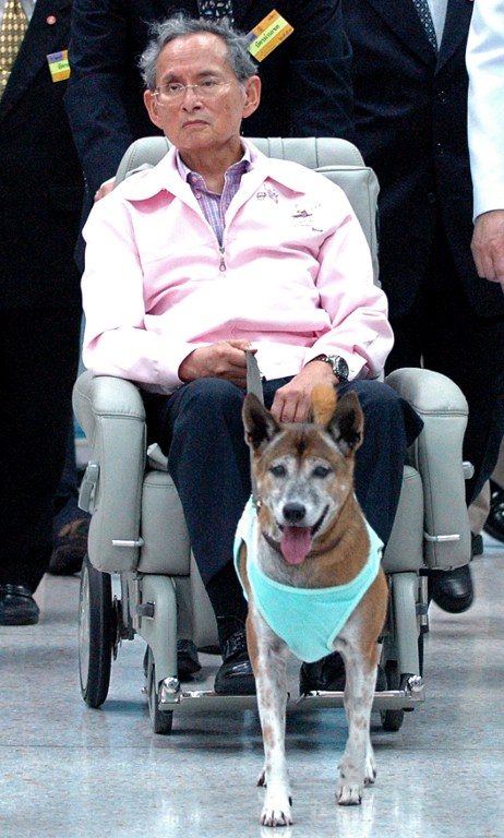 Thai King Bhumibol Adulyadej holds the leash of his dog while sitting in a wheelchair at a hospital in Bangkok in this file photo taken late on February, 27, 2010. AFP PHOTO / FILES   