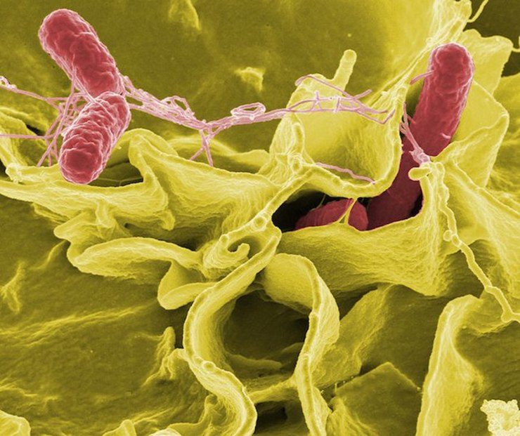 Antibiotics may help animals spread salmonella – study