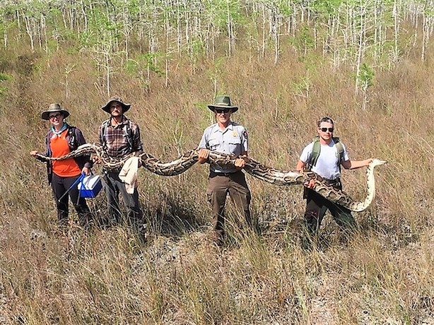 Team in Florida captures huge python using tracking devices