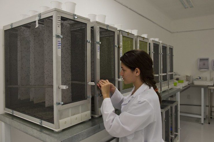 Biotech firm’s GM mosquitoes to fight dengue in Brazil
