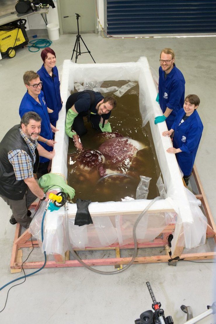 Scientists given rare glimpse of 350-kilo colossal squid