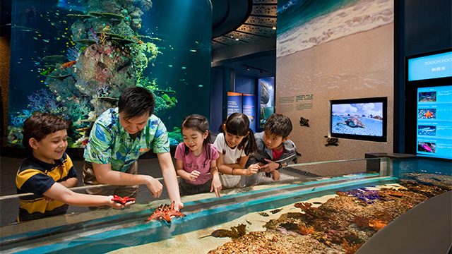 WONDERS OF THE SEA. The S.E.A. Aquarium is home to 100,000 marine animals from 800 species and across 49 different habitats 