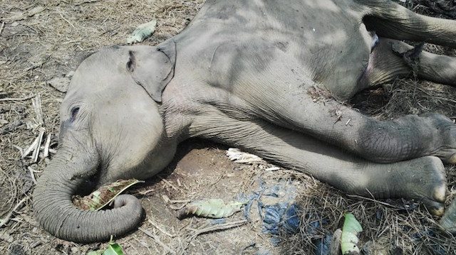 The wRap Indonesia: 4th economic stimulus, Sumatran elephants found dead