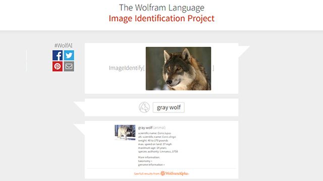 Wolfram builds image-identifying artificial intelligence website