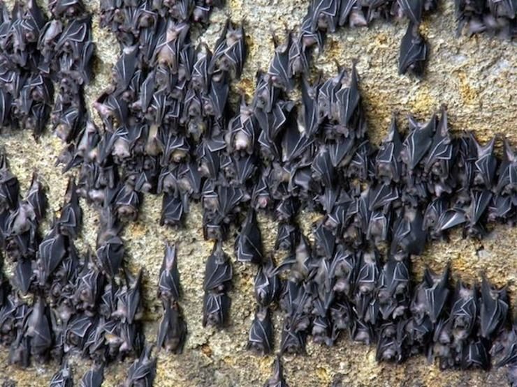 A man-made sanctuary for bats in Samal