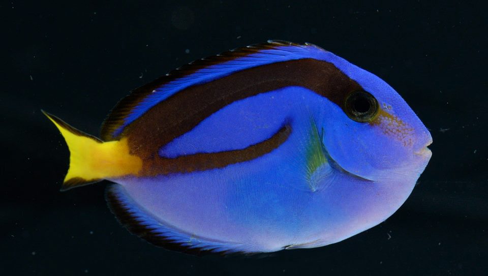 DORY. Finding Nemo’s Dory is a Regal Tang (Paracanthus hepatus) – an herbivore which feeds almost exclusively on algae. It is delicate and highly-prone to disease. Most significantly, it cannot yet be bred in captivity – so every captive Regal Tang will have come from a coral reef. Photo from RVS Fishworld
 