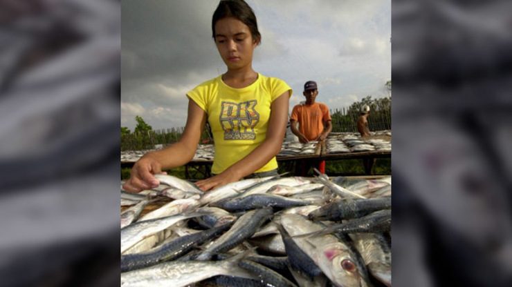 FISH PRODUCTION. A schoolgirl sets out fish to dry as a part-time job to earn a living in the western Philippine island of Palawan, a major source for seafood in the Philippines, August 24 2004. File photo by Jay Directo/AFP 