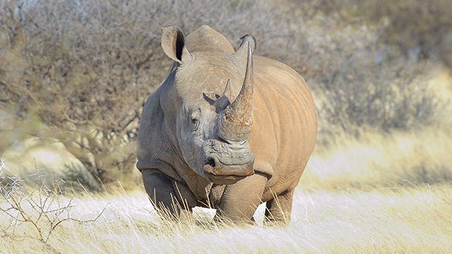 Pregnancy of southern white rhino at U.S. zoo could save subspecies