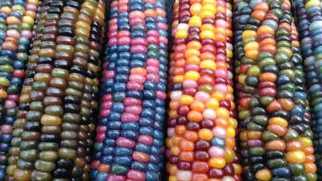 Zamboanga farmer grows ‘rainbow corn’