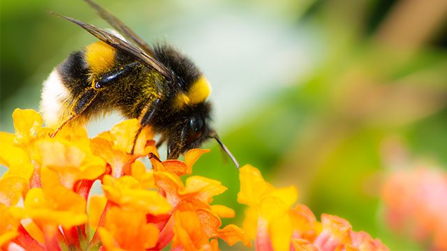 Bumble bee numbers tumble with climate change – study