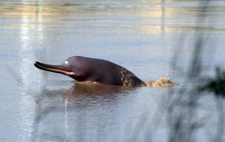 Fight to save endangered Indus dolphins, turtles