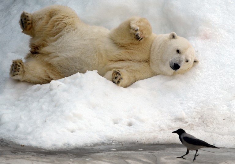 Russian Arctic archipelago sounds alarm over aggressive polar bears