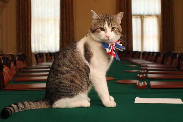 'CHIEF MOUSER' A photo of Larry the cat on the Cabinet conference table. Image courtesy 10 Downing Street/Gov.UK 
