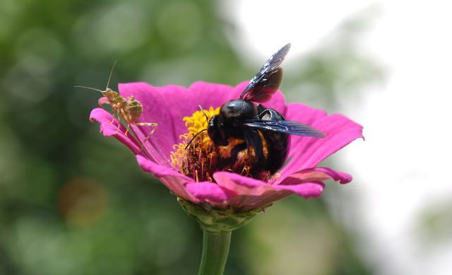 Flies, wasps, beetles are important pollinators too – study