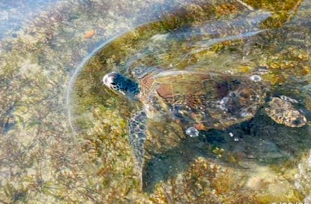 Endangered green sea turtle rescued in Palawan