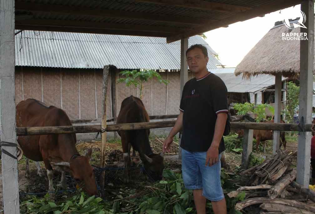 Gunung Agung: Cerita warga yang sediakan lahan penitipan sapi