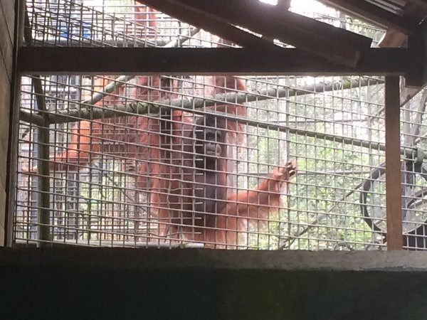 SAKSIKAN: Ratusan orangutan di Palangkaraya menderita karena asap